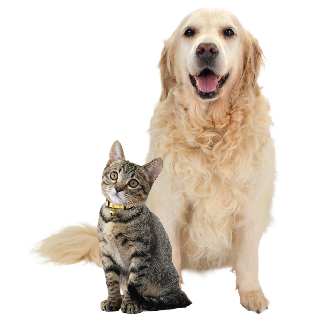犬と猫